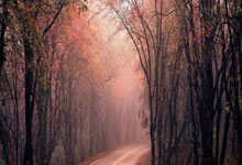 必威体育官网：巴斯勒：凯恩参与更多防守和组织进攻，他比莱万对拜仁更重要.